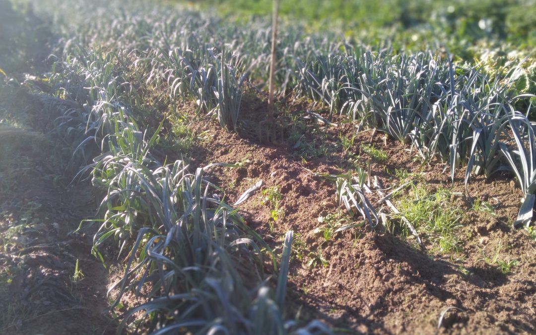 Panier de la semaine du 28 novembre