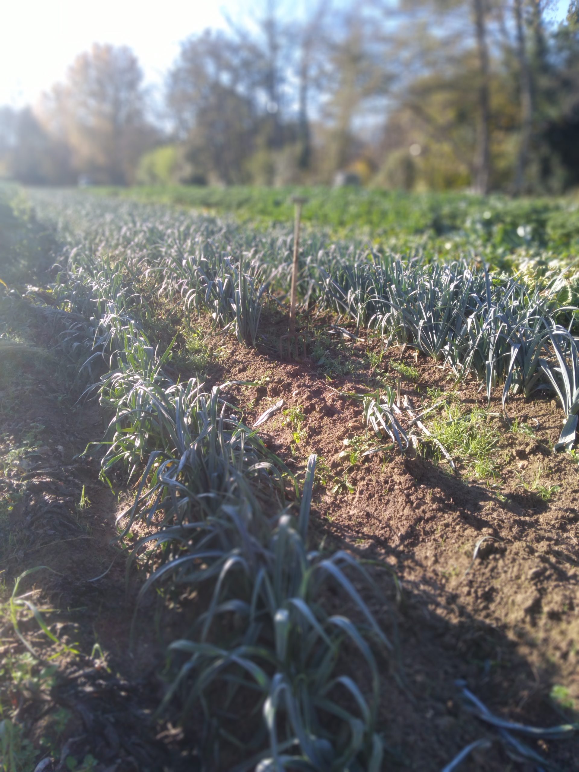 Panier de la semaine du 28 novembre