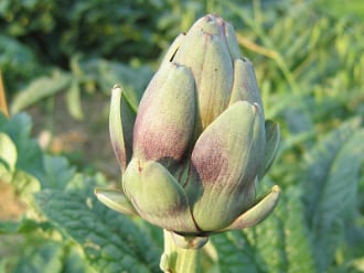 Le panier de la semaine du 16 Novembre