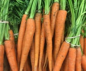 carotte
