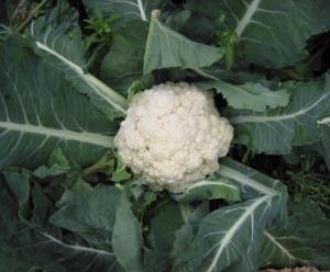 choux fleur