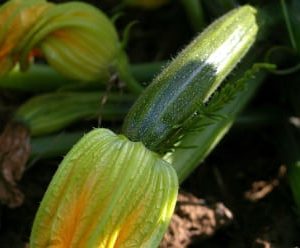 courgette le kg