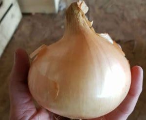 oignon jaune