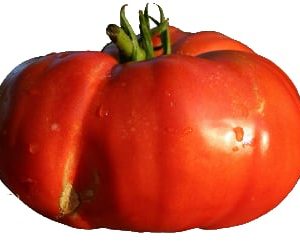 tomates ronde le kg