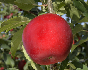 Pomme INOBI : Vente au Kg